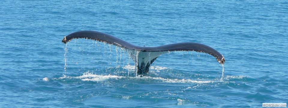 Whale with tail up, WA